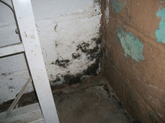 Mold From Basement Flooding, Do It Yourself Basement Mold Removal