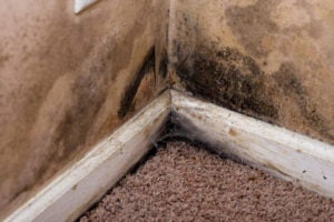 Molds on the Basement Wall Corners
 