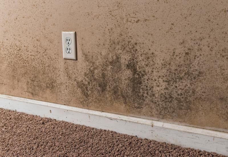 Signs You Could Have Black Mold in Basement