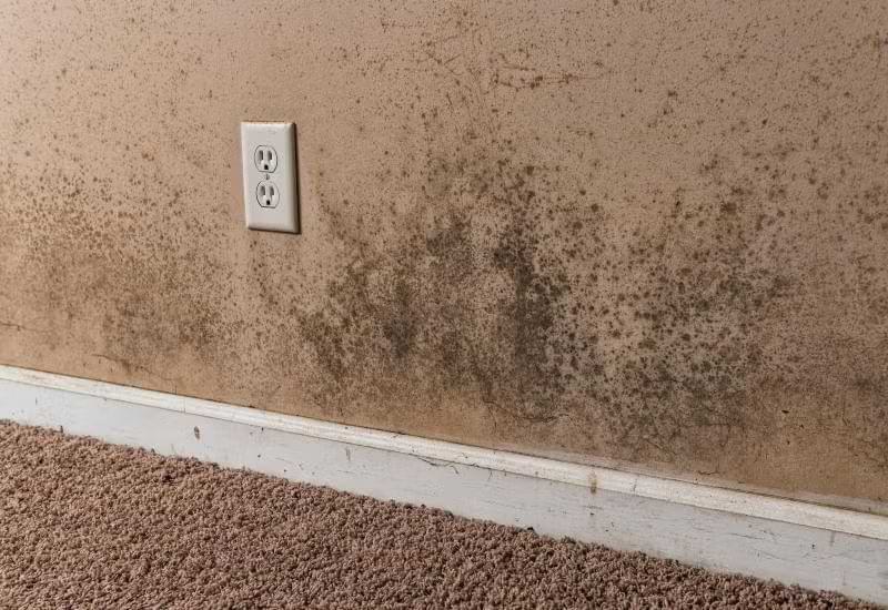 Room with black mold in a house in Gaithersburg, MD